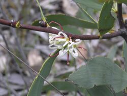 Hakea cyclocarpa.jpg