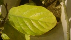 Holoptelea integrifolia leaf in winter at Akola, Maharashtra, India.JPG