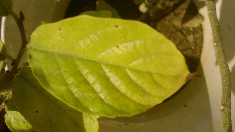 File:Holoptelea integrifolia leaf in winter at Akola, Maharashtra, India.JPG