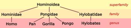 File:Hominoid taxonomy 2.svg