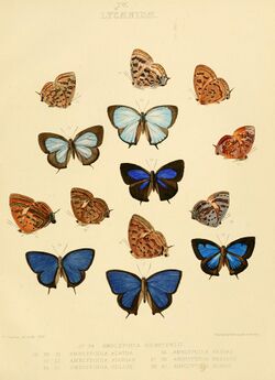 Illustrations of diurnal Lepidoptera British Museum Catalogue IV.jpg