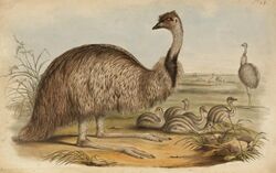 Emu illustration 1848