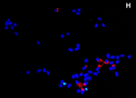 Karyotype of Strawberry (Fragaria virginiana ssp glauca).png