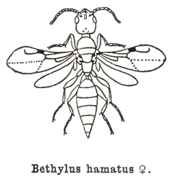 Kieffer - Bethylus hamatus female.png