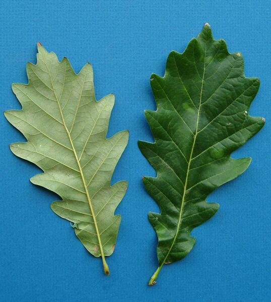 File:Kindred Spirit hybrid oak leaves.jpg