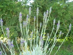 Lavendula lanata 1.JPG