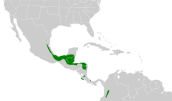Leptotila plumbeiceps map.svg