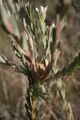 Leucadendron verticillatum 15622817.jpg