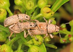 Little Leaf Notcher - Artipus floridanus, Long Pine Key, Everglades National Park, Homestead, Florida.jpg