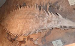 Longosuchus.jpg