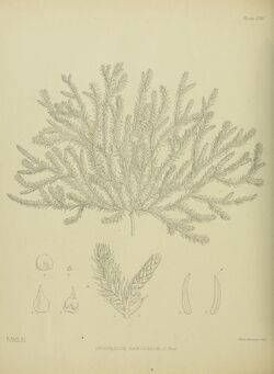Lycopodium ramulosum by Matilda Smith.jpg