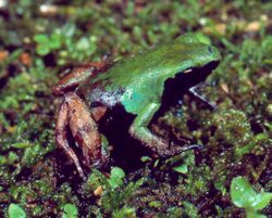 Mantella nigricans01.jpg