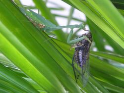 Miomantis caffra eating a New Zealand cicada.jpg