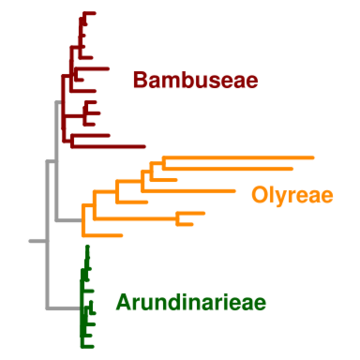 File:Molecular evolution bamboos.svg