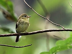 Myiophobus phoenicomitra - Orange-crested Flycatcher.jpg