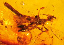 Neotype male of Electrostephanus petiolatus Brues in Baltic amber (AMNH B-JWJ-260).png