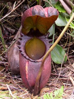 Nepenthes rajah.jpg