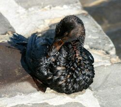 An oiled bird from Oil Spill in San Francisco Bay. About 58,000 gallons of oil spilled from a South Korea-bound container ship when it struck a tower supporting the San Francisco-Oakland Bay Bridge in dense fog on 11/07/07.