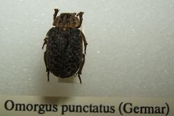 Omorgus punctatus sjh.jpg