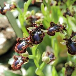 Ophrys speculum-IMG 0321.jpg