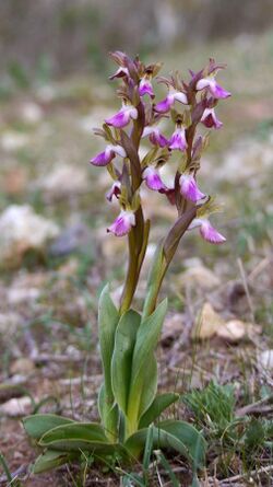 Orchis collina0300 02.jpg