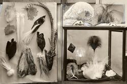 Fashion accessories made from feathers, Amsterdam, 1919