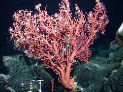 Colour photo of a Pink sea fan coral (Paragorgiidae), covered in small white starfish