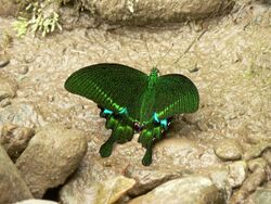 Paris peacock Papilio paris.jpg