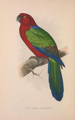 Parrots in captivity (Vol. 3. PL. 06) Red Shining Parrakeet (8528369314).jpg
