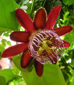 Passiflora alata.jpg