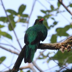 Pavonine quetzal 01.jpg