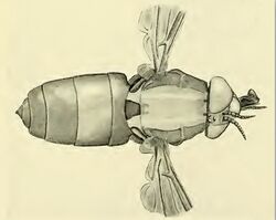 Pelecorhynchus fulvus 001.jpg