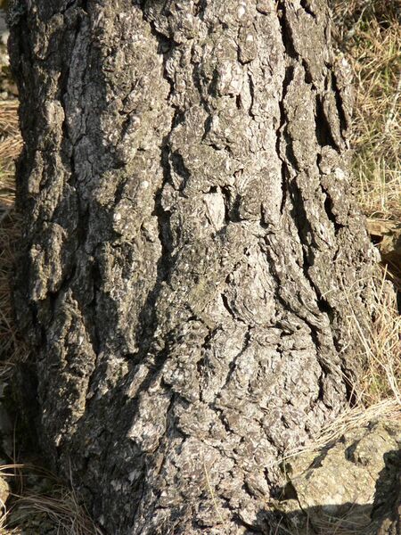 File:Pinus sabineana 00061.JPG
