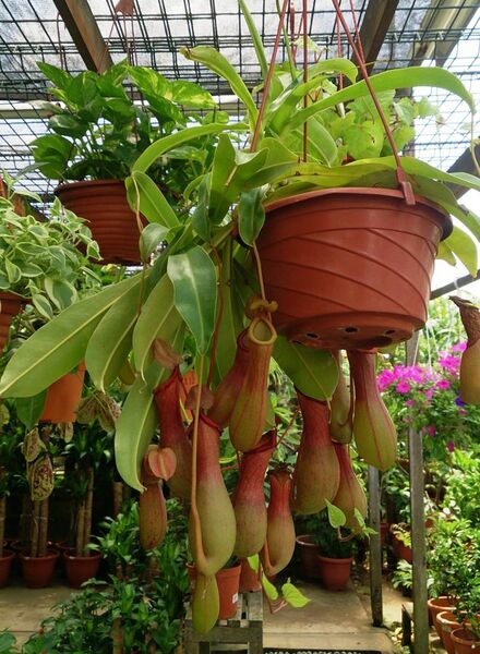 File:Pitcher Plant (Nepenthes × ventrata).jpg