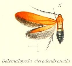 Pl.2-17-Oedematopoda clerodendronella (Stainton, 1859).jpg