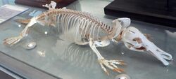 Platypus skeleton Pengo.jpg