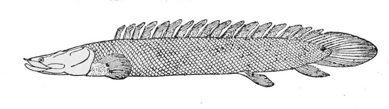 File:Polypterus bichir.jpg