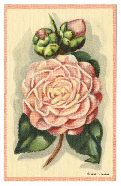 Postcard of Camellia Pink Perfection; Verso: "Camellia Pink Perfection (Frau Mina Seidel). Southern Gardens are aflame in Mid-Winter with gorgeous and vari-colored Camellias."; Verso: "Genuine Curteich Chicago, "C.T. Photo-Colorit""