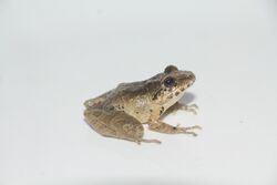 Pristimantis w-nigrum01.jpg