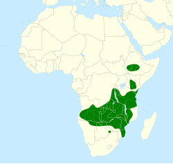 Prodotiscus zambesiae map.svg