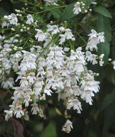 Prostanthera lasianthos.jpg