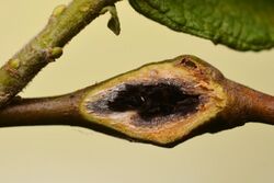 Rabdophaga pierreana on Salix aurita (31801484371).jpg