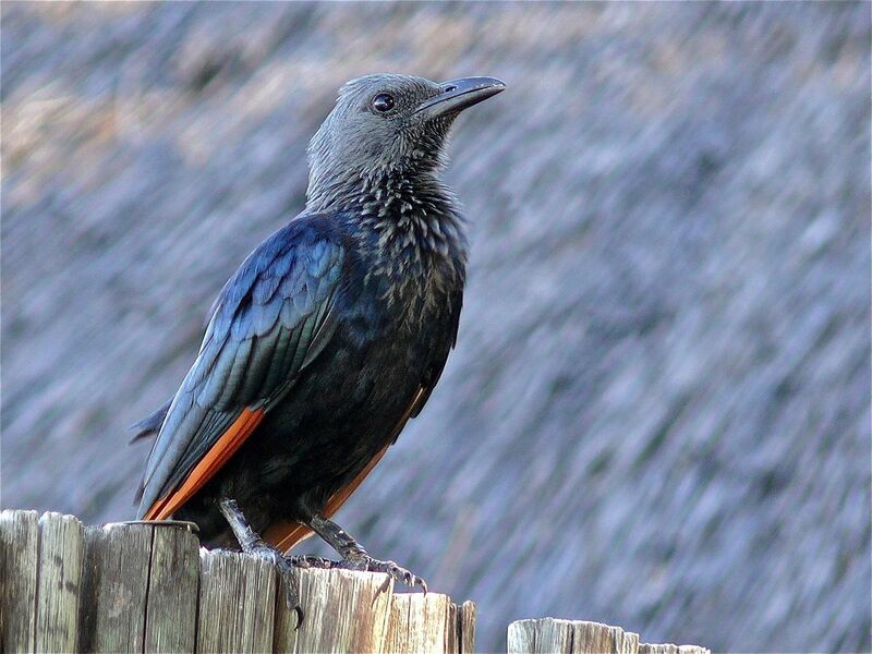 File:Red-winged Starling (Onychognathus morio) (6042010966).jpg