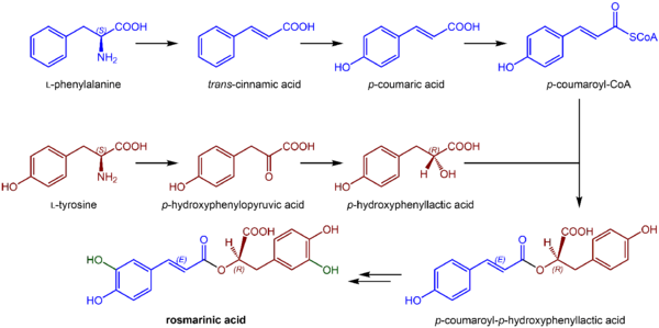 Rosmarinic acid biosynthesis