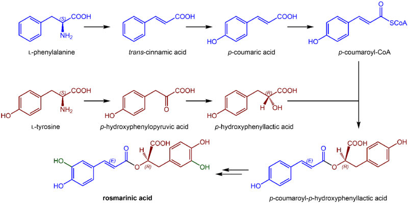 File:Rosmarinic acid biosynthesis.png