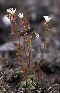 Saxifraga cernua Dropingsaxifrage-1.jpg