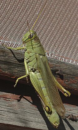 Schistocerca shoshone female.jpg