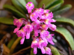 Schoenorchis fragrans.jpg