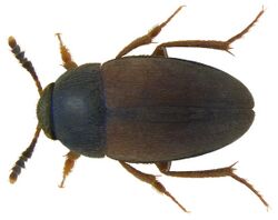 Sciodrepoides watsoni (Spence, 1815) male (3476497617).jpg