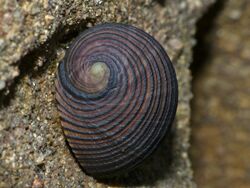 Sea Snail (Nerita balteata) (15120677234).jpg